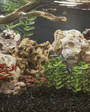 Dragesten Til Akvarium Brun Natursten