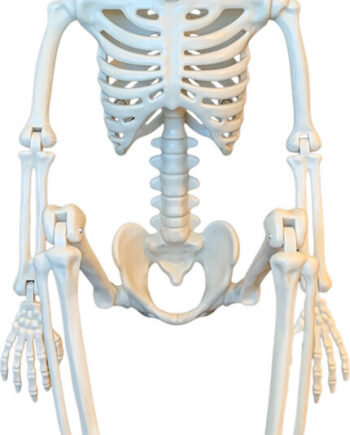 Magni Halloween Skelet Dekoration